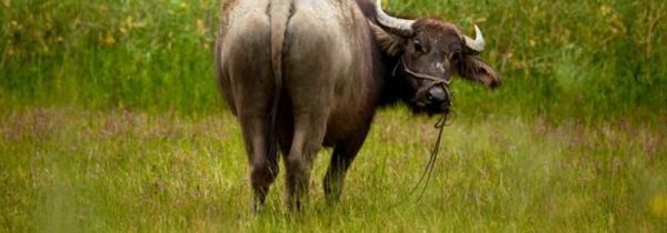 打不还手的动物是什么?