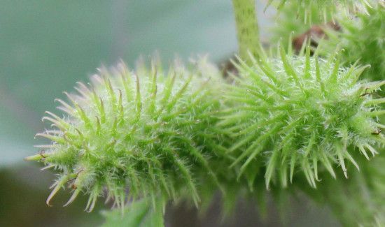 苍耳煮水一次放几颗