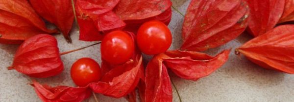 苦姑娘泡水一次泡几个