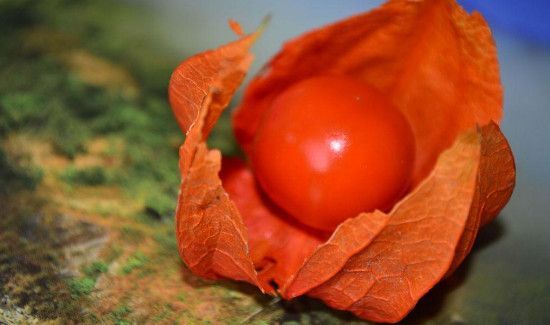 苦姑娘泡水一次泡几个