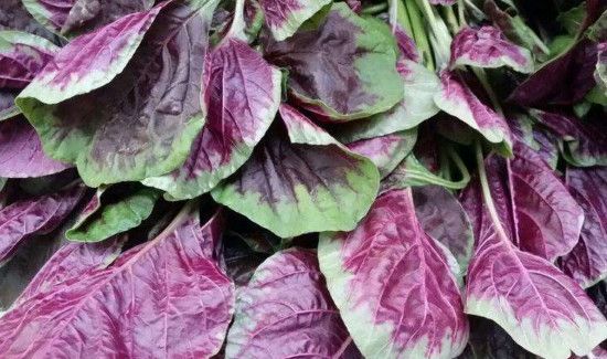 苋菜不能和什么一起吃