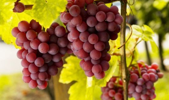 柚子和葡萄能一起吃吗?