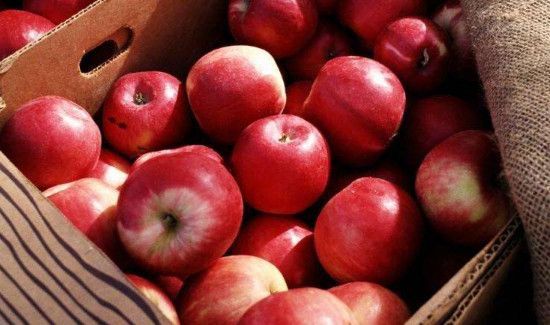 苹果可以和柿子一起吃吗