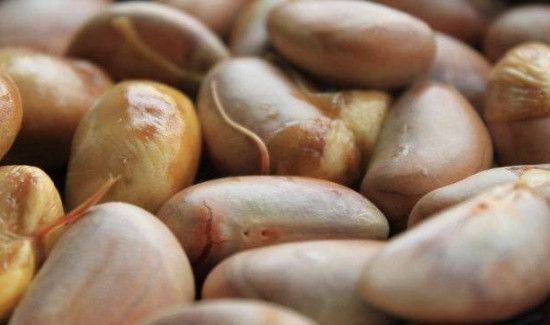 菠萝蜜核什么人不能吃