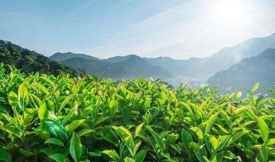 四季春是绿茶还是红茶