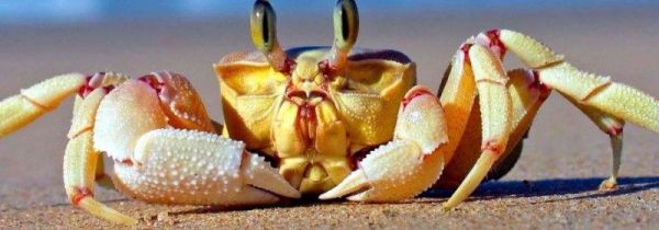 螃蟹可以跟豆浆一起吃吗