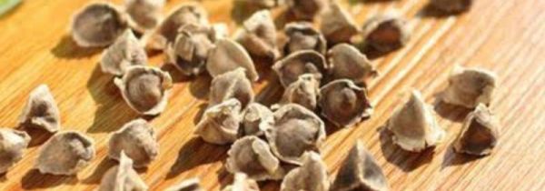 辣木的功效与作用及食用方法