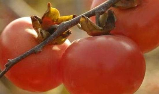 柿子可以加热了吃吗