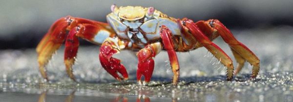 螃蟹和黄豆芽可以一起吃吗