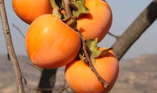 鲜柿子能放冰箱冷冻吗