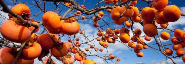 柿子和鲅鱼能一起吃吗?