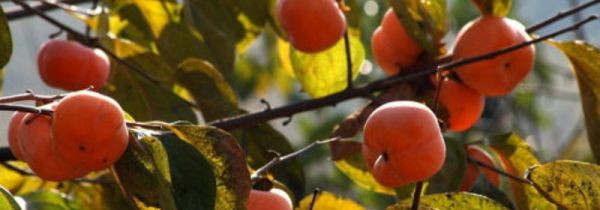 阿胶可以与柿子一起吃吗?