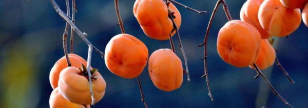 鸡肉和柿子能在一起吃吗