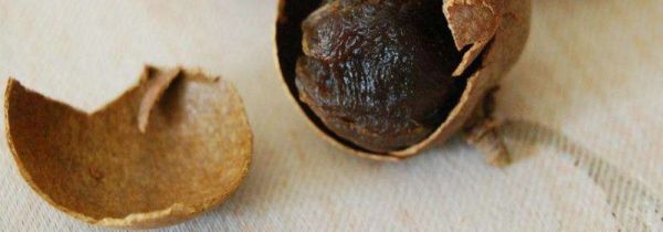 桂圆皮是干垃圾还是湿垃圾