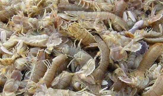 虾爬子和牛奶可以一起吃吗