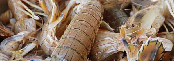 虾爬子和牛奶可以一起吃吗