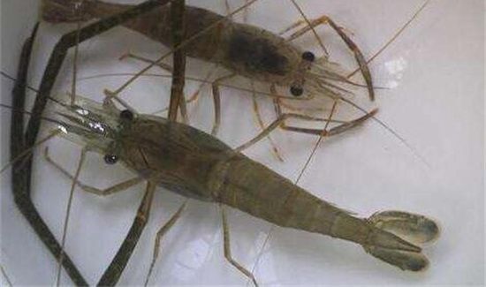 虾和咖啡能一起吃吗