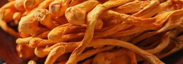 虫草花要煮多久才能吃