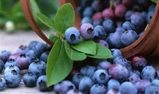 蓝莓吃多了上火吗
