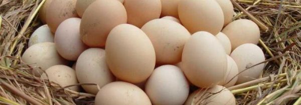 鸡蛋和猪肉能一起吃吗