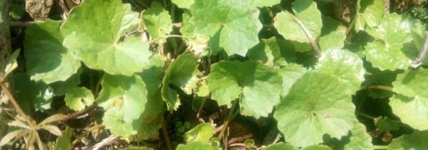 鸡血草的功效与作用及食用方法