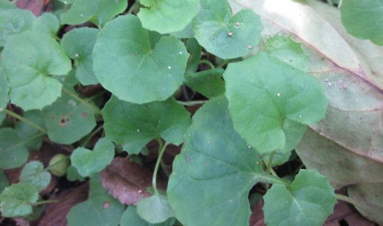 鸡血草的功效与作用及食用方法