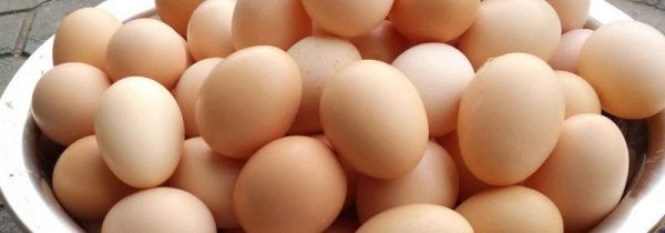 鸡蛋牛奶红薯可以一起吃吗