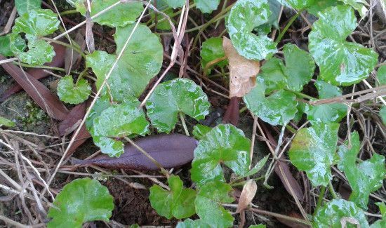 鸡血草的功效与作用及食用方法