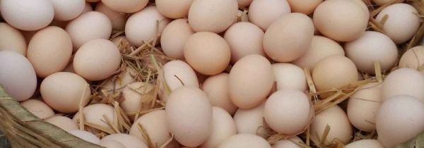 鸡蛋敷淤青为什么变黑