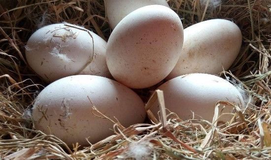 鹅蛋和虾可以一起吃吗