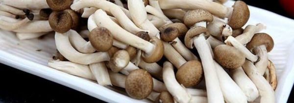 蟹味菇和白玉菇可以一起吃吗