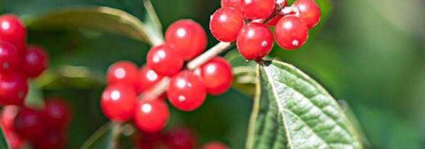 金银花果实能泡茶喝吗