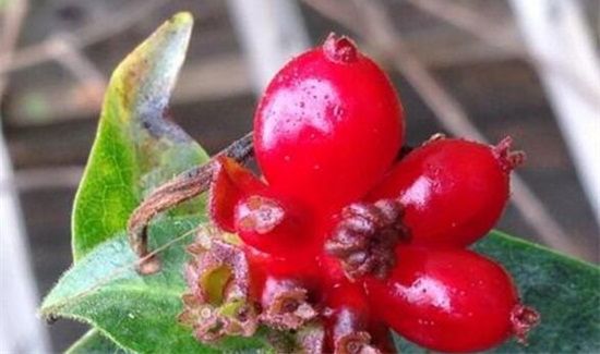 金银花果实能泡茶喝吗