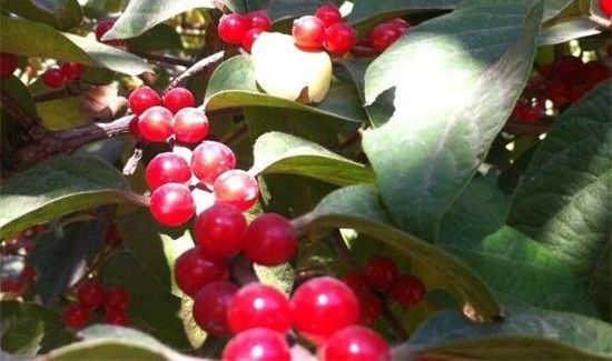 金银花果实能泡茶喝吗