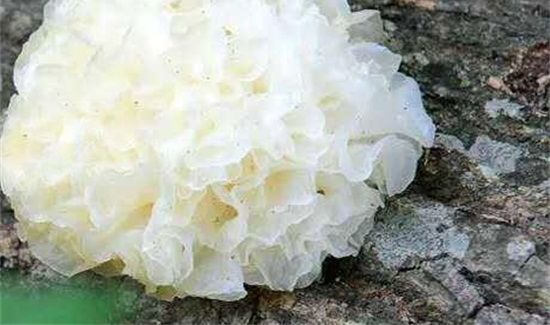 银耳不出胶状没营养吗