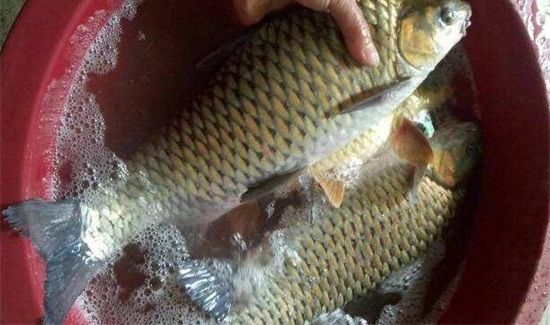 长期吃鱼的危害