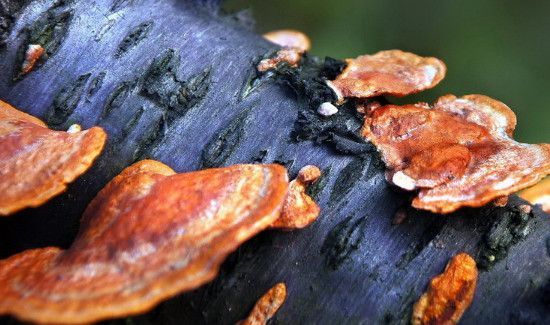 桃树上长的灵芝能不能吃怎么吃