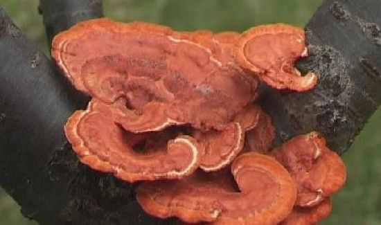 桃树上长的灵芝能不能吃怎么吃