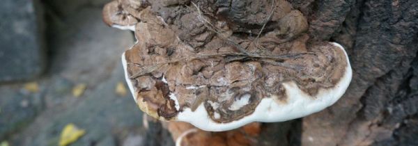 桃树上长的灵芝能不能吃怎么吃