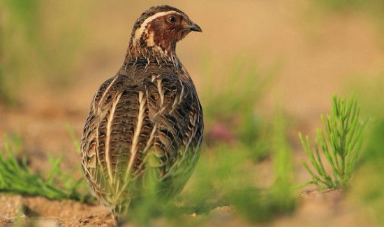 鹌鹑鸟的营养价值