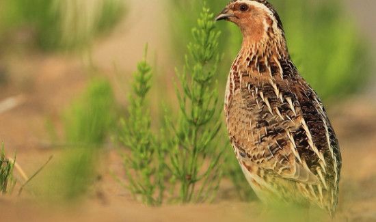 鹌鹑鸟的营养价值