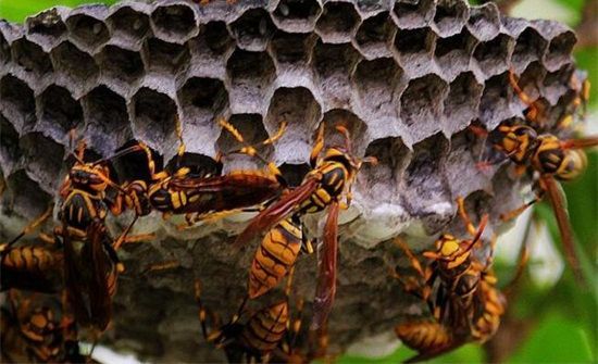 马蜂窝的食用方法禁忌