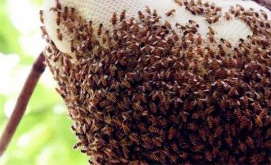 马蜂窝的食用方法禁忌