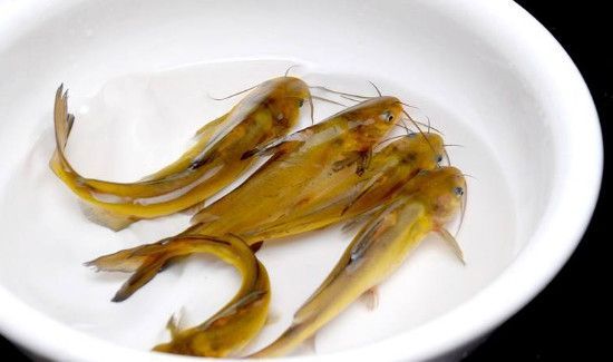 黄辣丁什么人禁吃