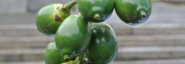 槟榔一天吃几颗合适