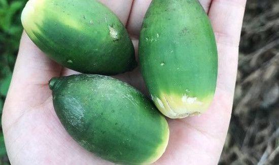 槟榔一天吃几颗合适