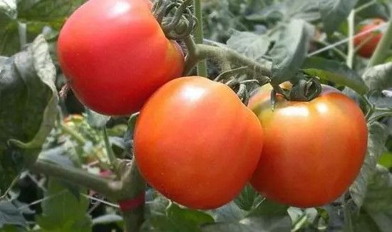 番茄保存一年方法