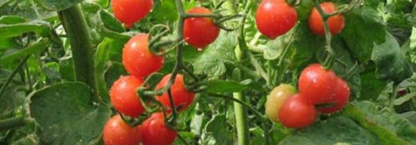 番茄保存一年方法