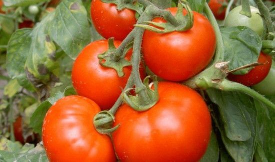 番茄保存一年方法