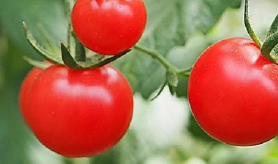 番茄能保存多久